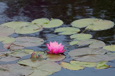 Laydekeri Lilacea pembe çiçekleri olan küçük bir su zambağı..