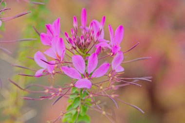 Cleome Houtteana, Cleomaceae familyasından Cleome familyasına ait bir bitki türü..
