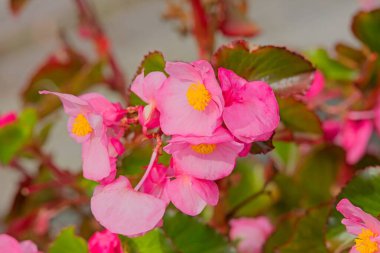 Begonya semperflorenlerine yakın çekim, balmumu begonya ya da begonya begonyası olarak da bilinir..