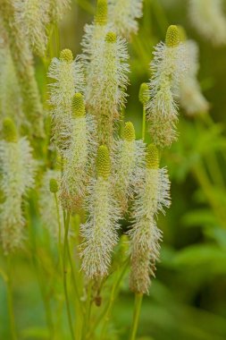 Sanguisorba canadensis, the white burnet or Canadian burnet, is a species of flowering plant in the rose family Rosaceae, native to North America. clipart