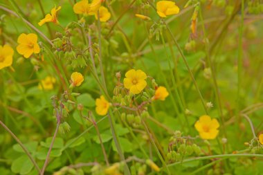 Oxalis valdiviensis, Şili 'de ve Arjantin' de bulunan bir Oxalis türü..