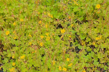 Oxalis valdiviensis, Şili 'de ve Arjantin' de bulunan bir Oxalis türü..