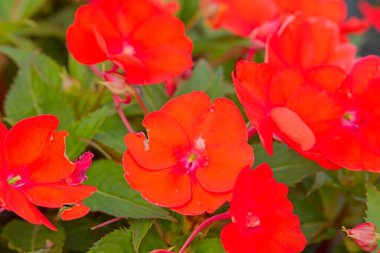 Sabırsız Hawkeri (Yeni Gine sabırsızları), Papua Yeni Gine ve Solomon Adaları 'na özgü Balsaminaceae familyasından bir bitki türü..