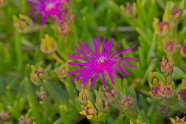 Delosperma Cooperi 'nin yakın çekimi, ardından gelen buz örtüsü, dayanıklı buz tabakası veya pembe halı, Güney Afrika' ya özgü bir cüce bitkisidir..
