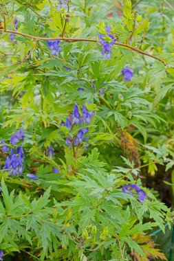 Sibirya, Kore ve Çin 'e özgü akonitum kusnezoffii yakın çekim..