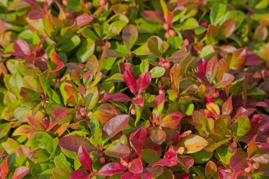 Gaultheria procumbens, Amerika Birleşik Devletleri 'nin Kuzey Amerika kıtasında yetişen Gaultheria türü..
