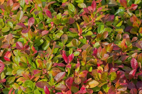 Gaultheria procumbens, Amerika Birleşik Devletleri 'nin Kuzey Amerika kıtasında yetişen Gaultheria türü..