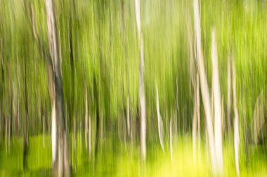 ICM intentional camera movement of forest in the summer. clipart
