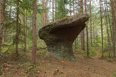 Chanterelle kayası (