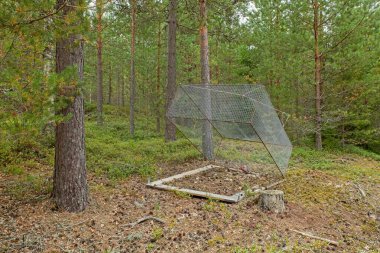Sıradan bir rakun köpeğini (Nyctereutes procyonoides) yakalamak ve ortadan kaldırmak için ormanda bir tel kutu tuzağı kuruldu).