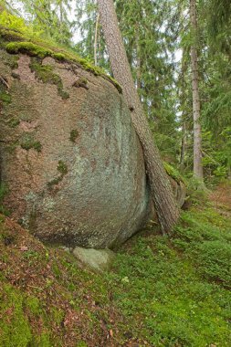Ormanda eğilen ağaçlarla kaya oluşumu.