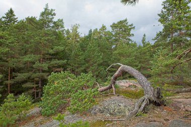 Bulutlu sonbahar havasında, Linlo adasındaki ormanda, Kirkkonummi, Finlandiya 'da Coomon ardıcı (Juniperus Communis).