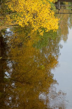 Renkli ağaç dalları ve yaprakları sonbaharda sakin su yüzeyine yansıyor.
