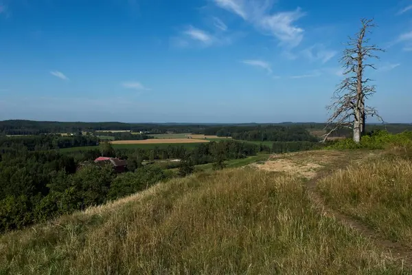 Yazın Hakoinen Castlehill, Hakoinen, Janakkala, Finlandiya 'da iki kuru çam ağacının gökyüzüne karşı kabuğu olmayan görüntüsü.