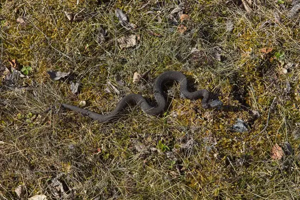 Avrupa engereği (Vipera berus) r, Kemisari, Finlandiya adasında karada.