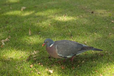 Ahşap güvercin (Columba palumbus), çimenlerde yürüyen güvercin olarak da bilinir..