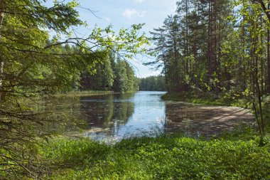 Yazın göl manzarası.