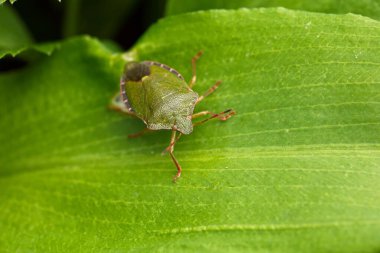 Yeşil bir yaprağın üzerinde oturan yeşil bir kalkan böceğine (Palomena prasina) yakın plan.