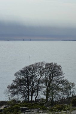 Bulutlu gökyüzü ile denizin önündeki yapraksız ağaç.