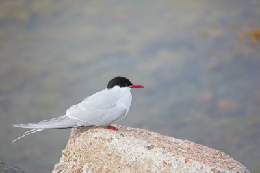 Arka planda deniz olan bir kayanın üzerinde oturan deniz feneri (Sterna hirundo).
