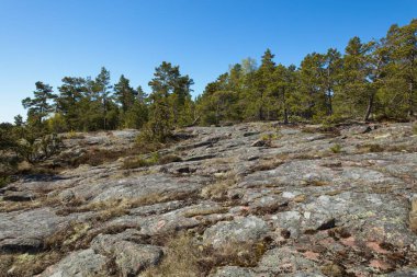 Açık bahar havasında kayalık deniz kıyısındaki ağaçlar.