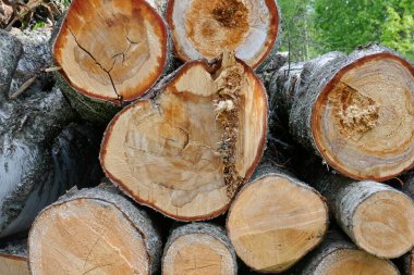 Yazın yakacak odun olarak kullanıma hazır ağaç kütükleri yığını..