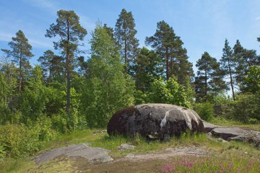 Dünya Savaşı sığınağı küçük bir tepede ağaçlar, çimenler ve bulutlar gökyüzünde, Ruukinranta, Espoo, Finlandiya.