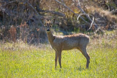 Geyik güneşli bahar havasında tarlada duruyor.
