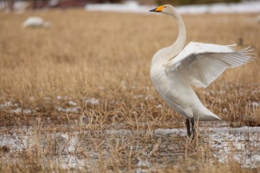 Whooper Swan (Cygnus cygnus), Finlandiya 'nın Hailuoto adasındaki bahar göçü sırasında tarlada yaygın olarak bilinen kuğu..