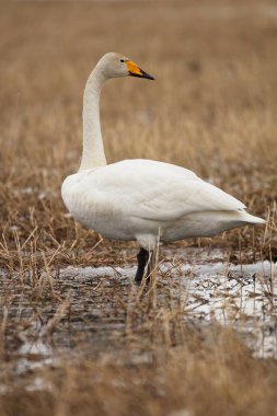 Whooper swan (Cygnus cygnus), also known as the common swan on the field during spring migration on the island of Hailuoto, Finland. clipart