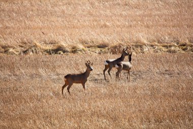 Roe geyiği (Capreolus capreolus) güneşli bahar havasında kuru tarlada.