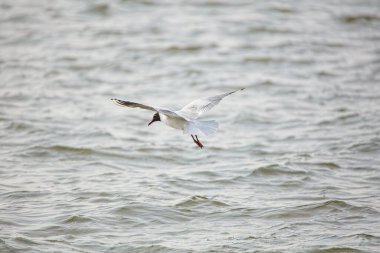 Siyah başlı martı (Larus ridibundus) baharda dalgalı denizin üzerinde uçar.
