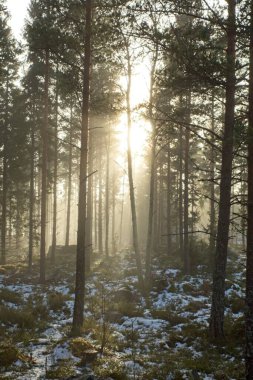 Kış mevsiminde sisli gizemli bir orman ve yerde kar var..