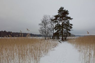 Bulutlu kış havasında Morsfjard kuş gözlem kulesine giden ördek yolu Kirkkonummi, Finlandiya. 