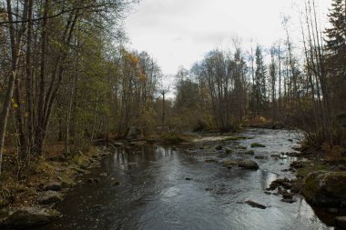 Yukarı Nukarinkoski nehri sonbaharda Vantaajoki, Nukari, Nurmijarvi, Finlandiya 'da yapraklarla dolup taşar..