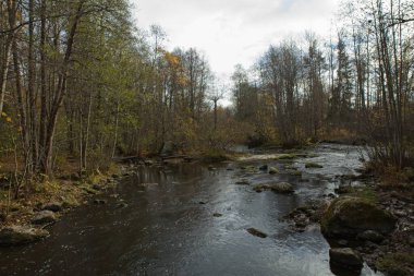 Yukarı Nukarinkoski, sonbaharda Vantaajoki, Nukari, Nurmijrvi, Finlandiya ve Finlandiya nehirlerinde yapraklarla birlikte akın eder..