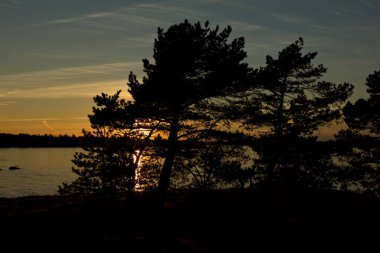 Finlandiya, Espoo, Torra Lovo adasında sonbaharda gökyüzünde bulutlar ve deniz kenarında ağaç siluetleri ile gün batımı.