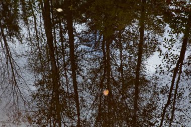 Nehir yüzeyinde yapraksız ağaçlar ve sonbaharda bulutlu gökyüzü yansıması.