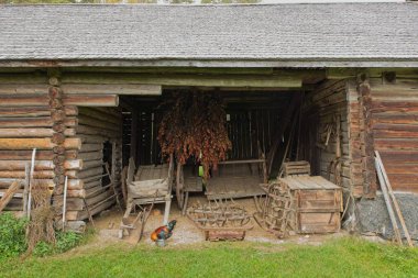 Çiftlik makineleri, ekipmanları ve horozu olan eski ahşap bir ahır..