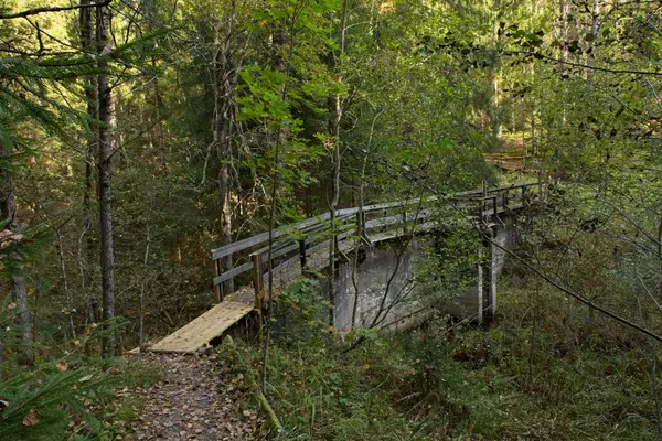 Sonbaharda ormanda ağaçtan geçitte yerde yapraklar, Nuuksio Ulusal Parkı, Espoo, Finlandiya.