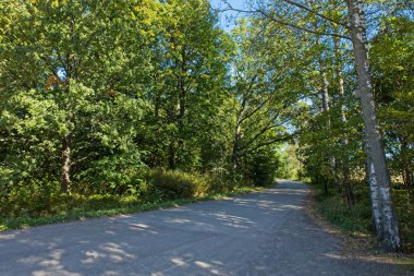 Ağaçlarla çevrili çakıl yolu manzarası.