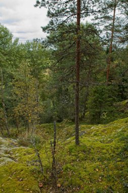 Bulutlu sonbahar havasında ormanın manzarası.