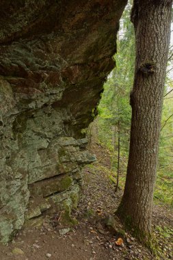 Ormandaki kaya oluşumunun manzarası.