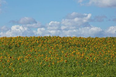 Mavi gökyüzünde çiçek açan ayçiçeği tarlası. Gökyüzünde bulutlar var..