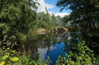 Yazın Finlandiya, Helsinki 'deki Seurasaari adasında bir orman parkında küçük bir gölet..