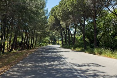 İlkbaharda Filerimos Dağı, Rodos, Yunanistan 'da ormanla çevrili bir dağda yol..