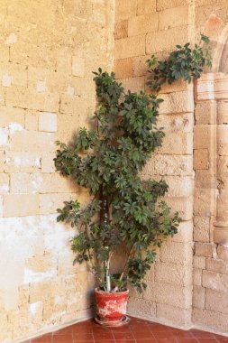 Taş bir odanın köşesinde büyüyen yeşil çiçekli saksı.