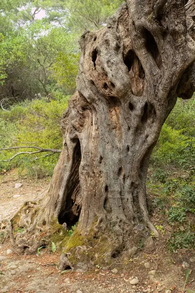 Old Weathered Tree Trunk Holse Cracks Natural Wood Background — Stock Photo, Image