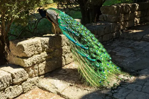Peacock Walking Ground Distinctive Birds Unusual Feather Colours Fan Action — Stock Photo, Image