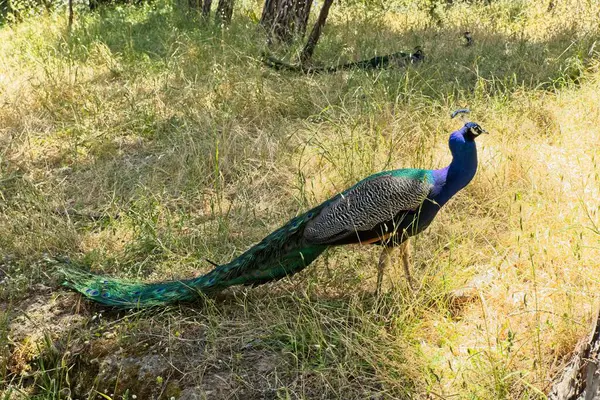 Peacock Walking Ground Distinctive Birds Unusual Feather Colours Fan Action — Stock Photo, Image